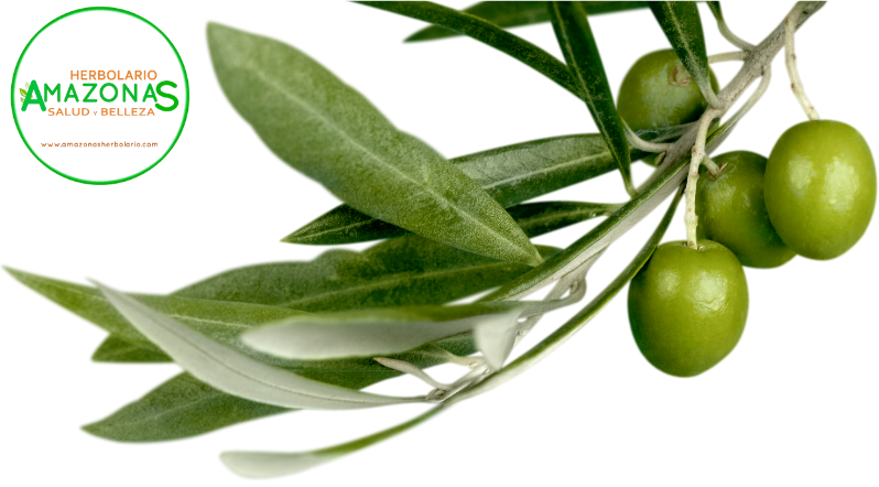 hojas de olivo